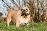 BULLDOG ANGLAIS 114